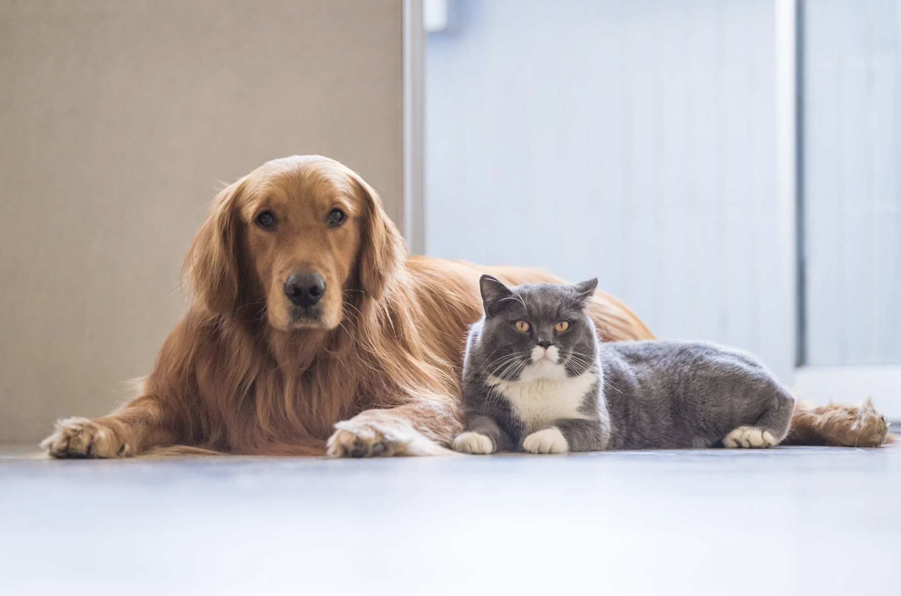 Assistance Animals, ESAs, and Tenant Pet Rules: What Hawaii Property Managers Need to Know